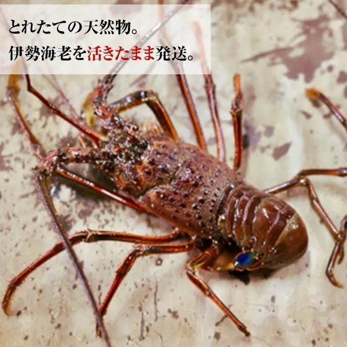 活 伊勢海老 1尾 ～ 2尾 入り 合計 約300g ～ 400g セット 産地直送 船長 おすすめ