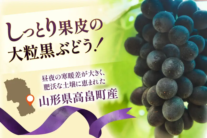 【期間限定発送】 ぶどう 高尾 1kg以上 (2房)