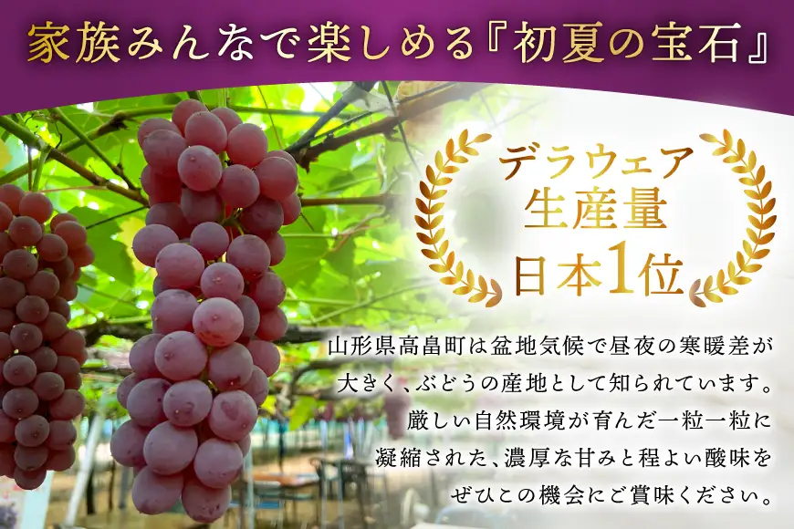 【期間限定発送】 ぶどう 朝採り デラウェア 特選 2kg