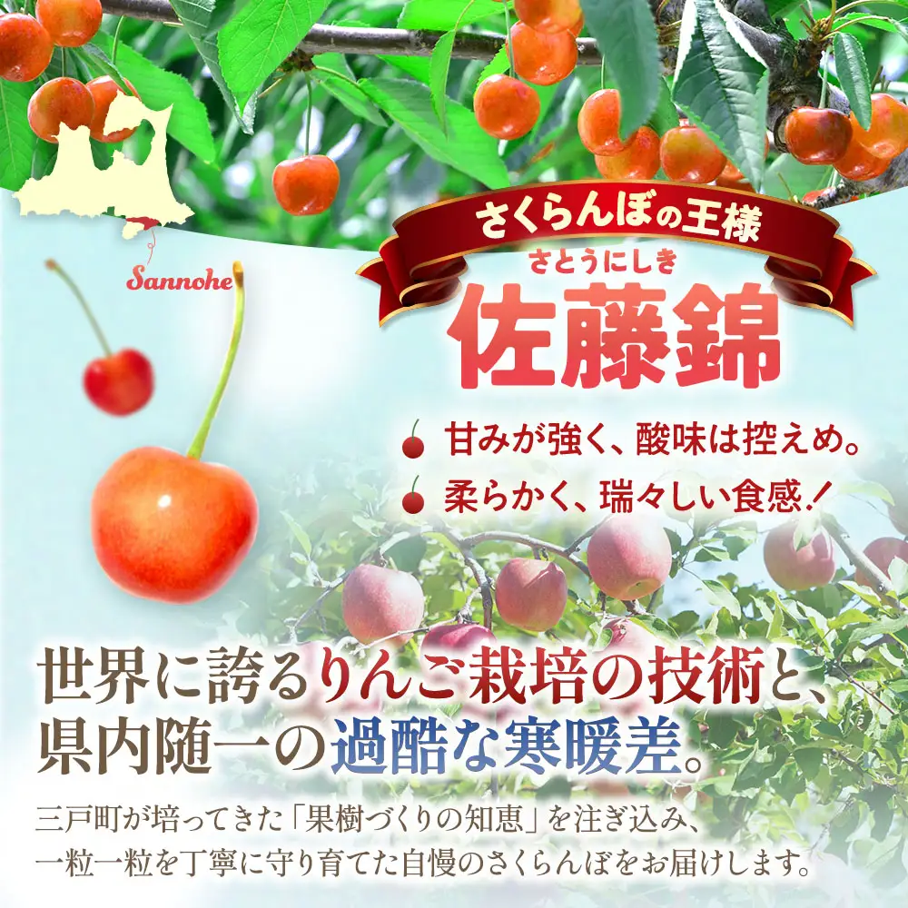 【訳あり】さくらんぼ【佐藤錦】約500g（M～Lサイズ）2026年6月中旬～
