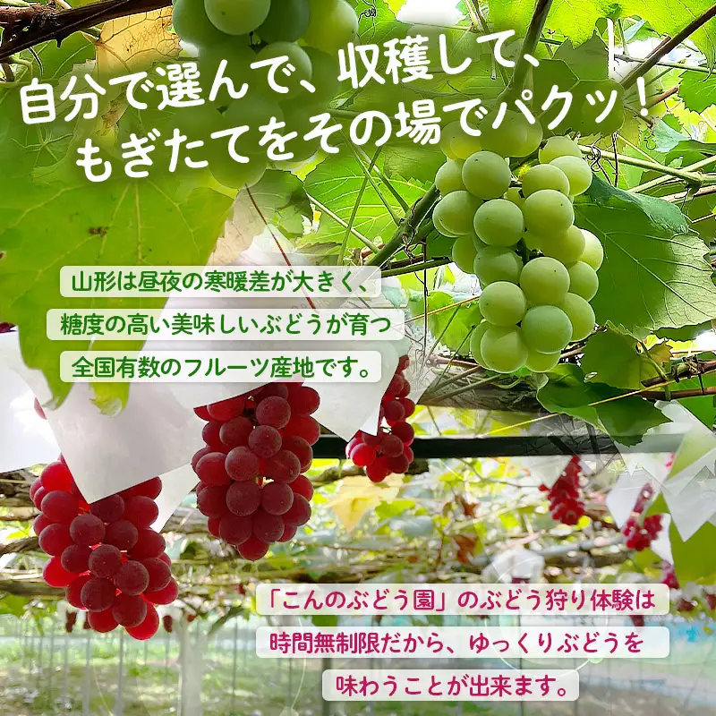 ぶどう狩り体験 (大人1名利用) FY26-094