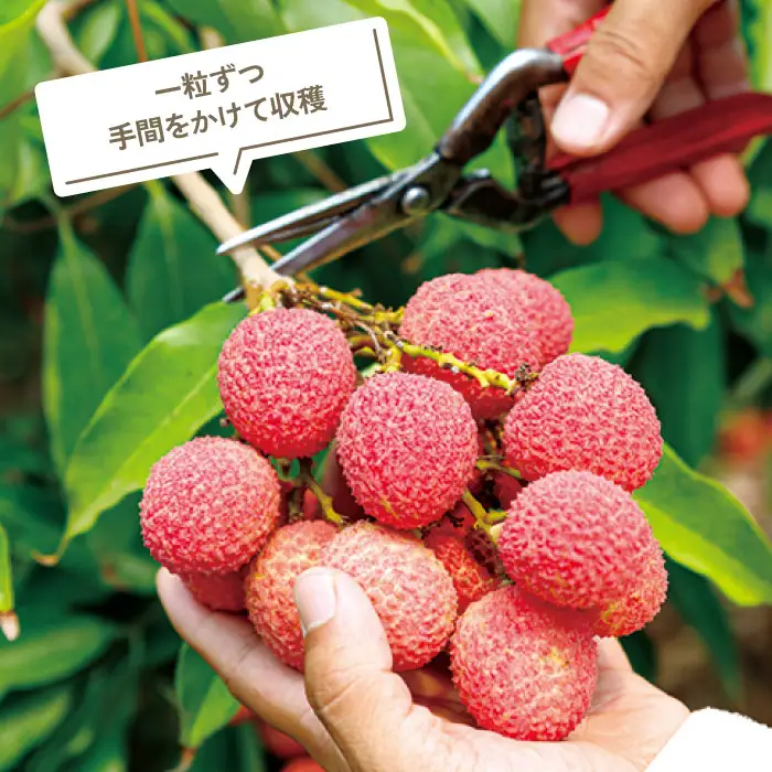 A1-22565／【 期間限定 】生ライチ500g 温泉水で育てた希少な国産ライチ！