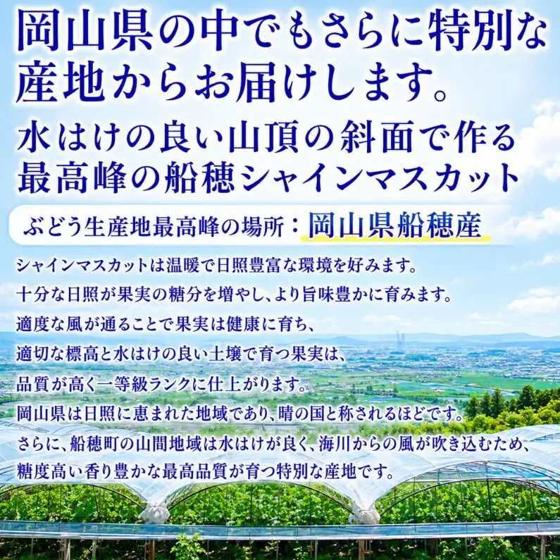 ぶどう 2026年 先行予約【2回定期便】 プレミアムシャインマスカット 晴王 1房 約700g 人気 岡山県船穂産 赤秀品 種無し 皮ごと食べる みずみずしい9月10月お届け ハレノフルーツ