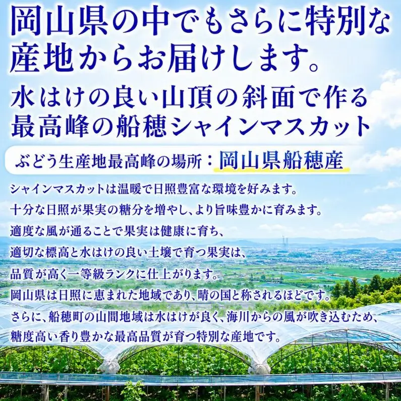 ぶどう 2026年 先行予約【2回定期便】 プレミアムシャインマスカット 晴王 2房 約1.4kg 人気 岡山県船穂産 赤秀品 種無し 皮ごと食べる みずみずしい9月10月お届け ハレノフルーツ