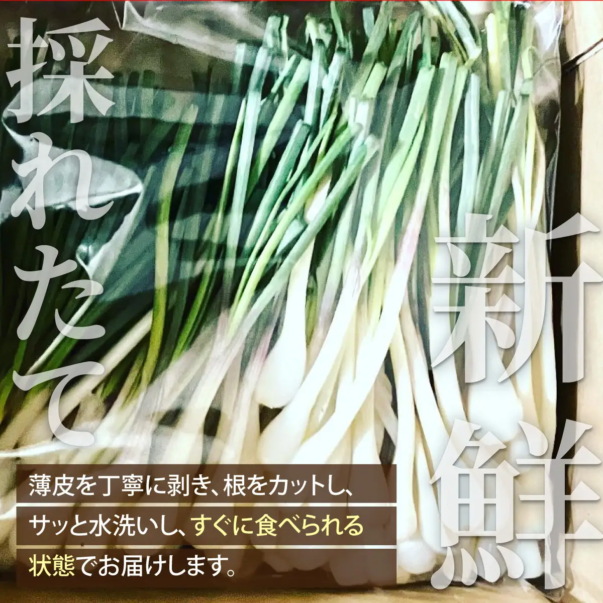 石垣島産 皮むき島らっきょう(下処理済み) 300g