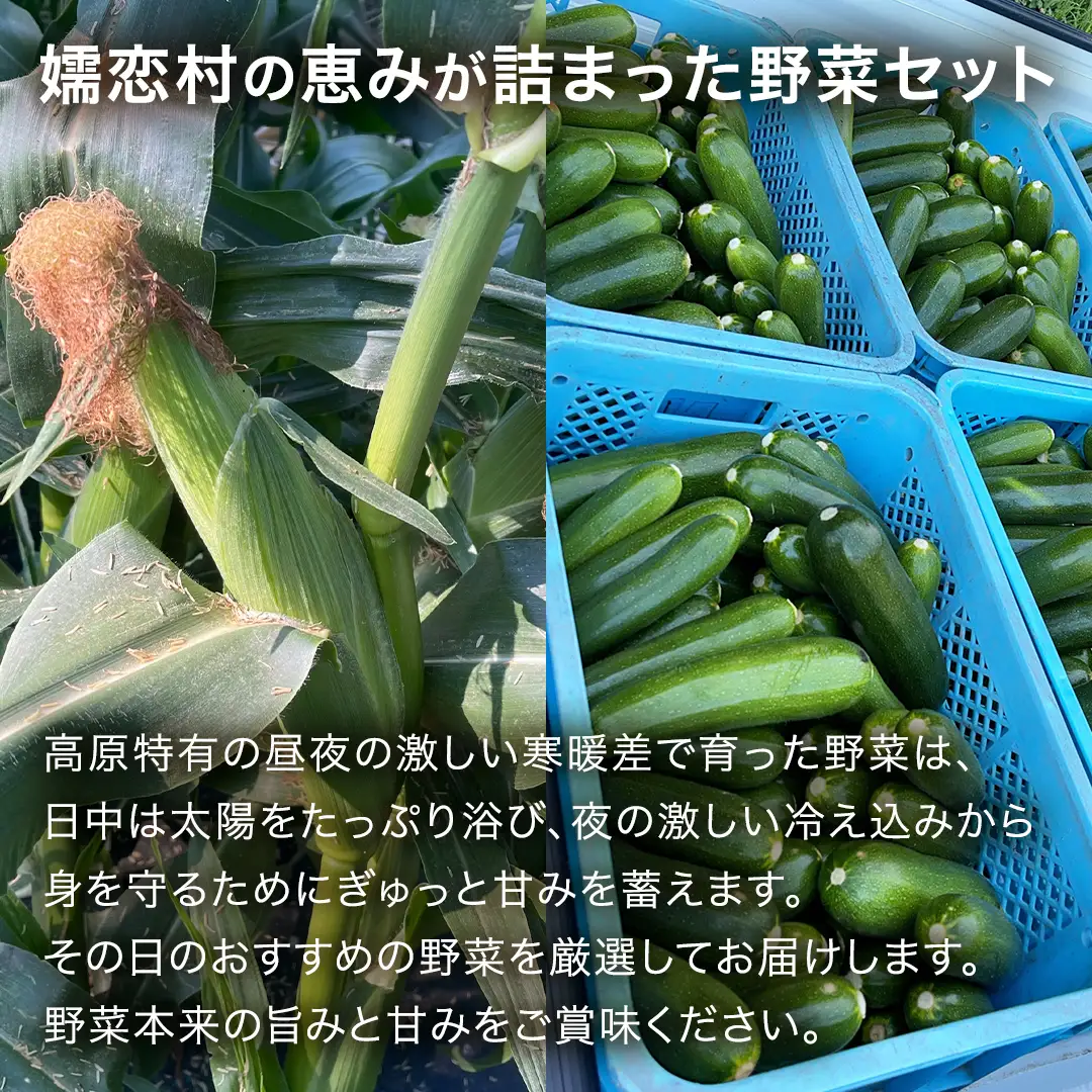 【7月中旬発送開始】旬の採れたて 新鮮 高原野菜 セット 3.5kg 2種以上 [BT001tu]