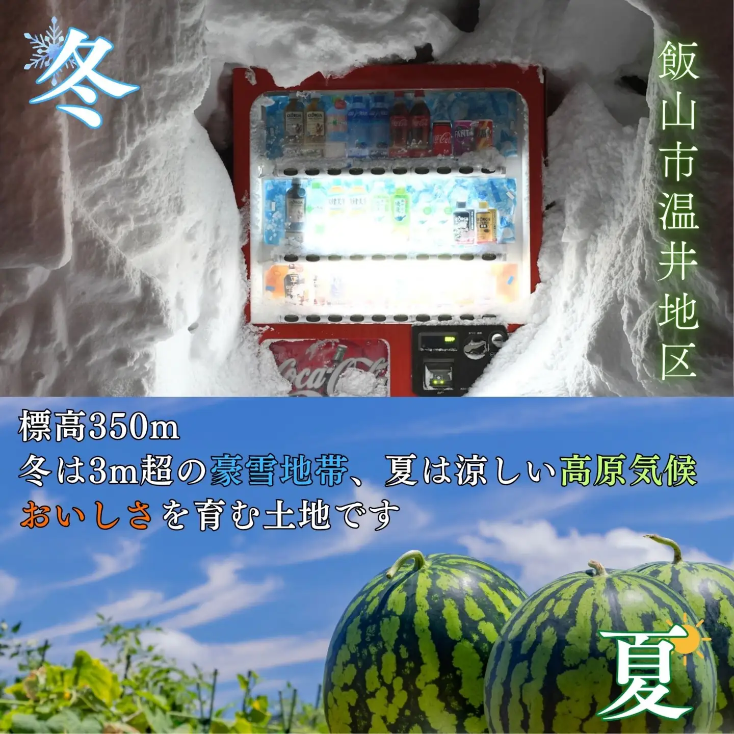 【数量限定】 スイカ 大玉 １玉（8kg以上）（Cj-001）スイカ