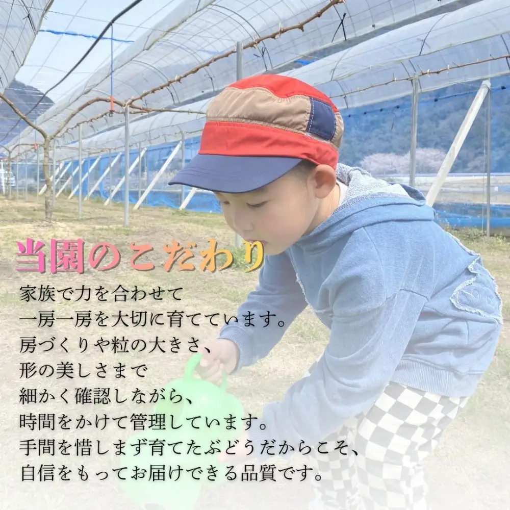 ご家庭用「1.8キロ以上」岡山県産シャインマスカット