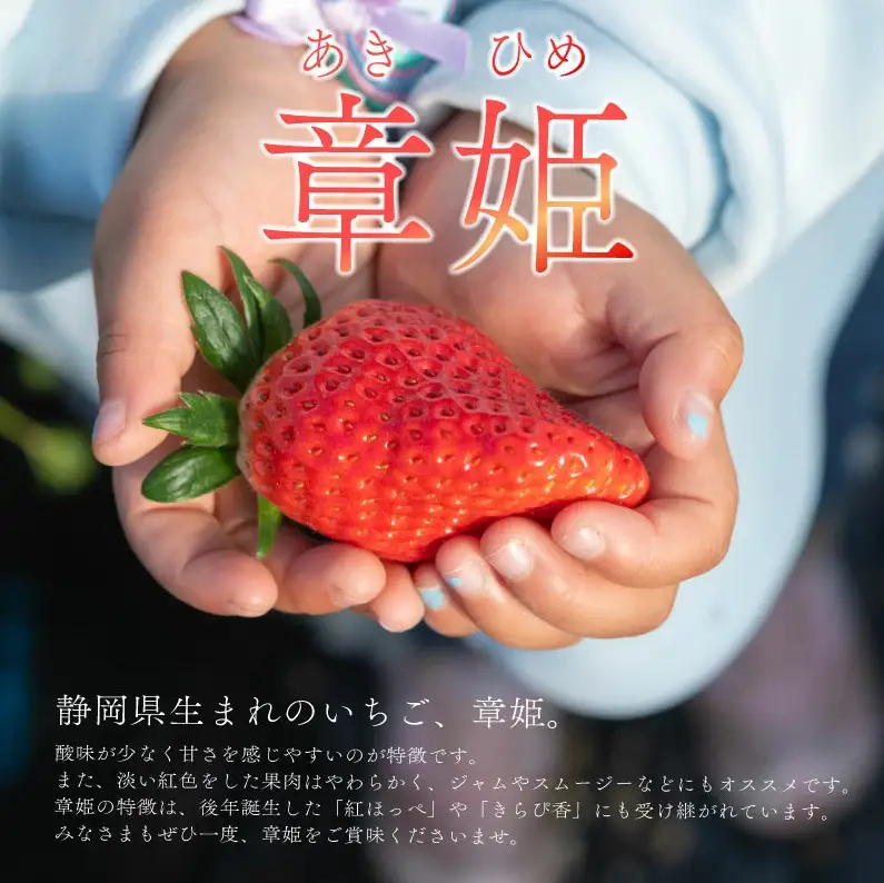 冷凍いちご 1kg 章姫 国産   静岡県 牧之原市 藤田農園