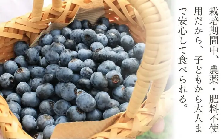 ブルーベリー（ハイブッシュ） 生果 800g | ブルーベリー 生果 栃木県 茂木町