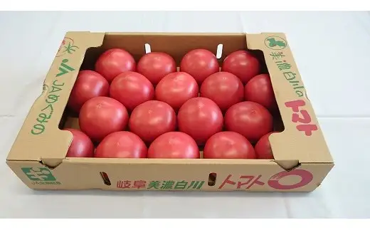 7月下旬発送！ 桃太郎トマト 4kg A等級 Lサイズ 桃太郎 トマト 美濃白川 夏秋トマト