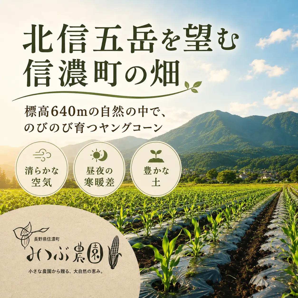 【期間限定】朝採れヤングコーン20本｜ひげまで甘い！自然循環農法で育んだ旬を直送