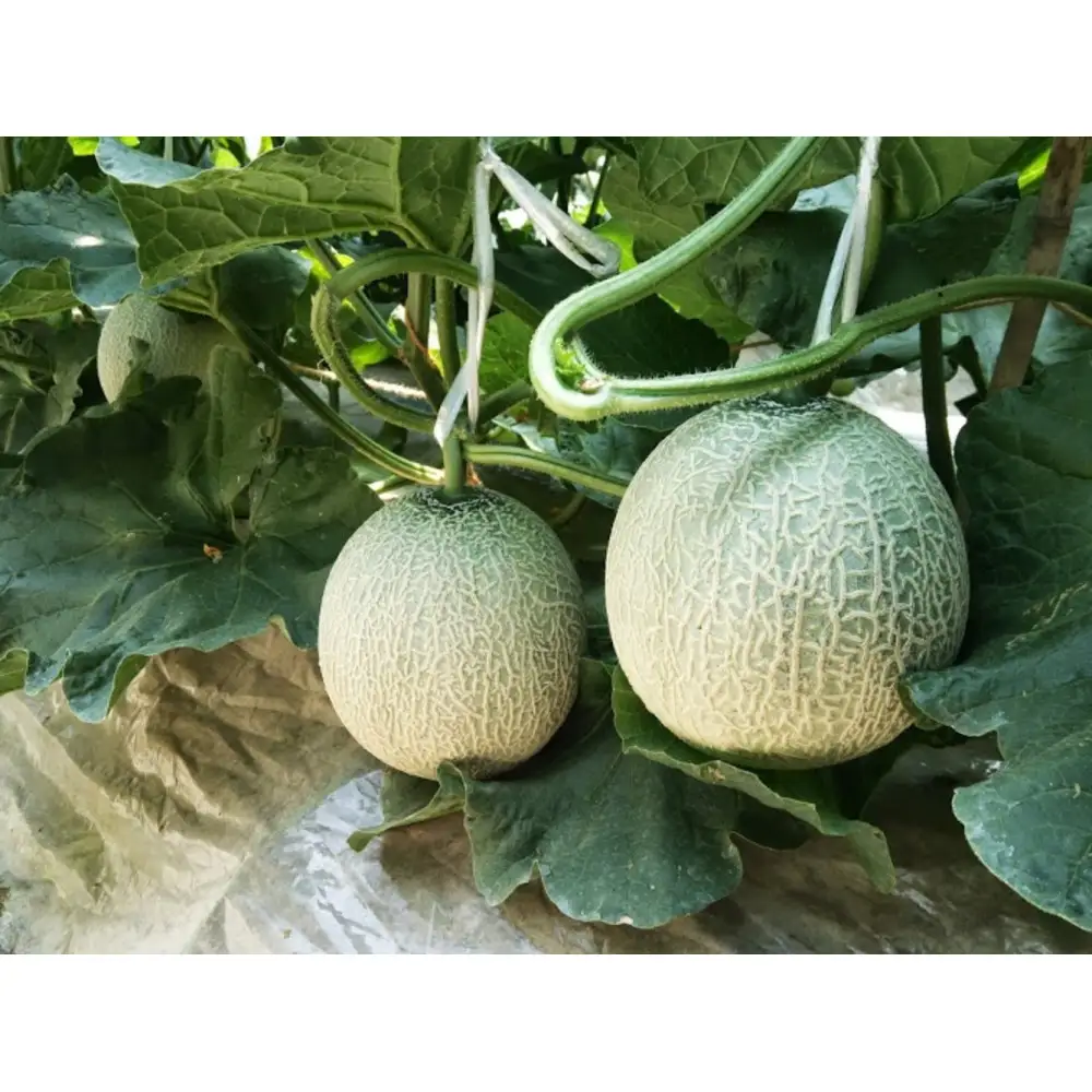 アムスメロン　2玉入り（約2.5kg）【6月下旬から7月下旬にお届け】
