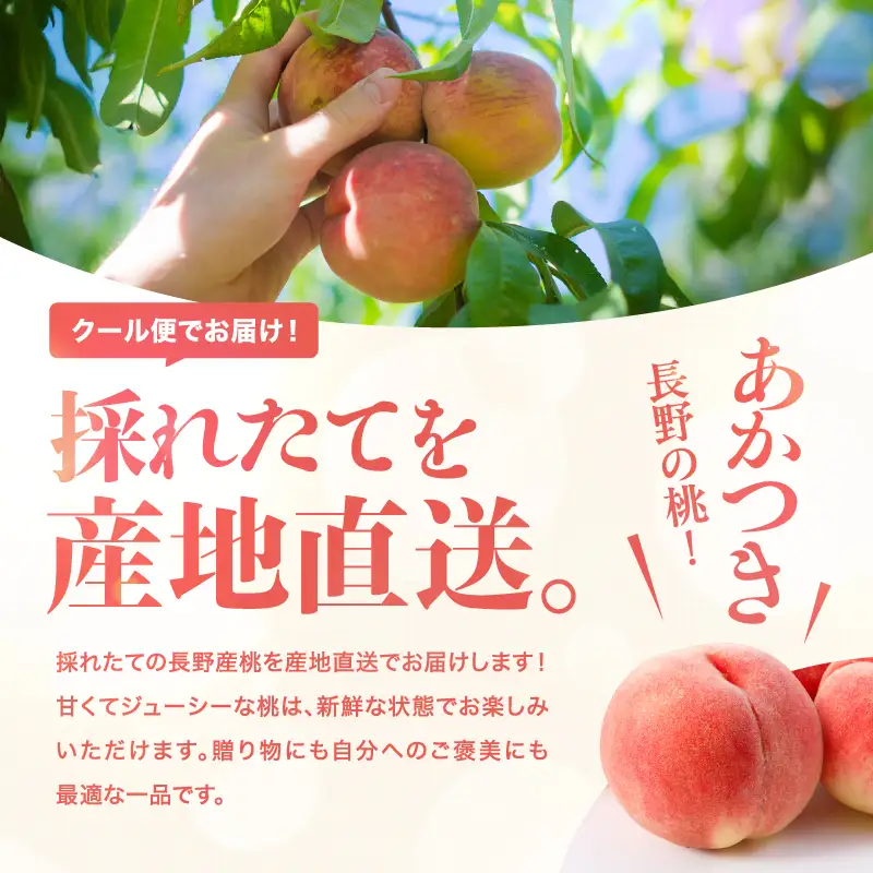 【7月下旬より順次発送】南信州産「桃」あかつき 約5kg 14~18玉 | 長野県 飯田市