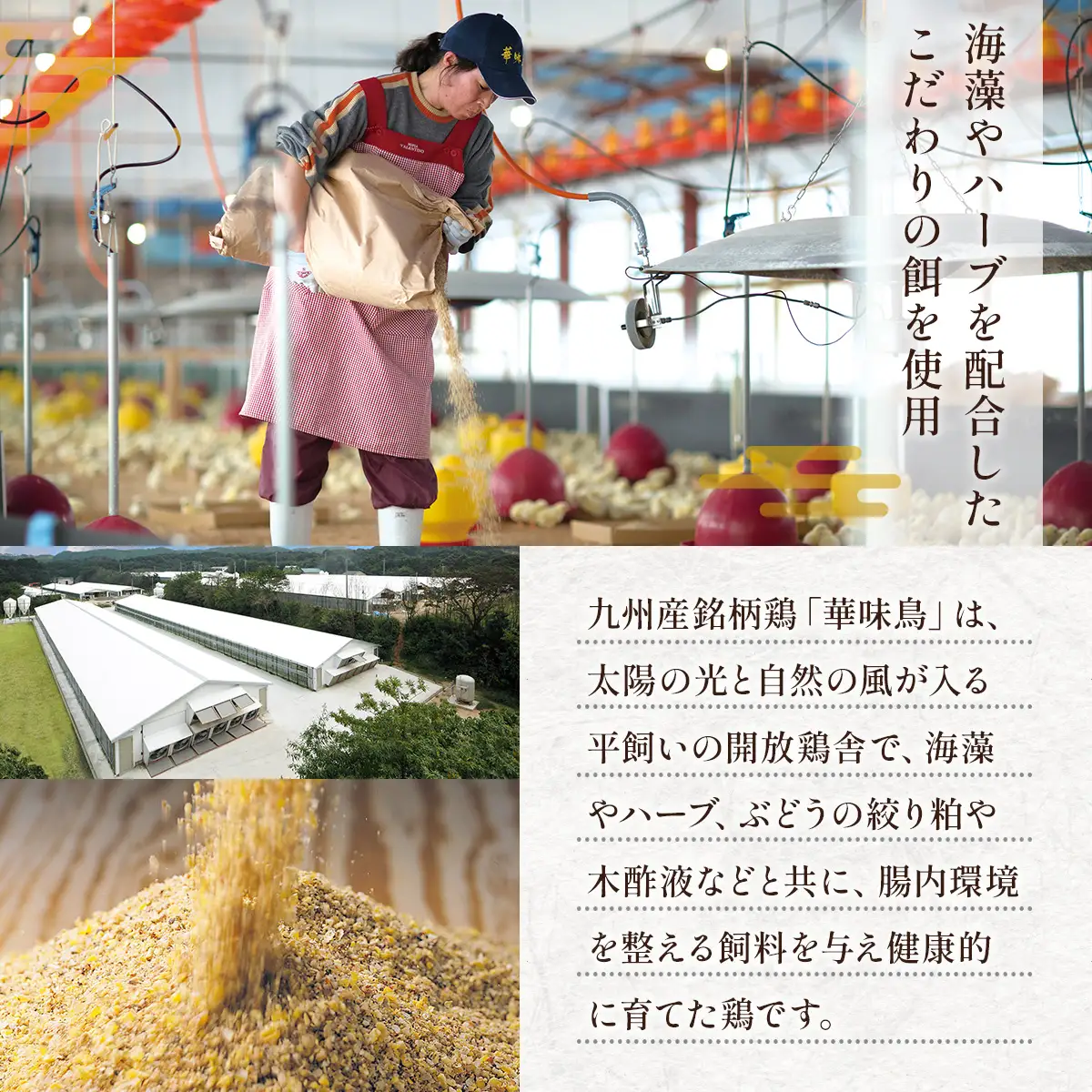 博多華味鳥　水たきセット　柚子胡椒付き(3～4人前)　AV001