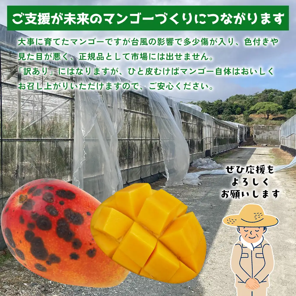 【災害支援】訳あり アップルマンゴー約2kg（3～5玉）【2026年発送】 家庭用 台風 沖縄 甘味 糖度 濃厚 美味しい 被害 おいしい お得 とろける甘さ 香り アーウィン 果汁 コスパ 箱入り 手頃 普段使い 自分用 ご褒美