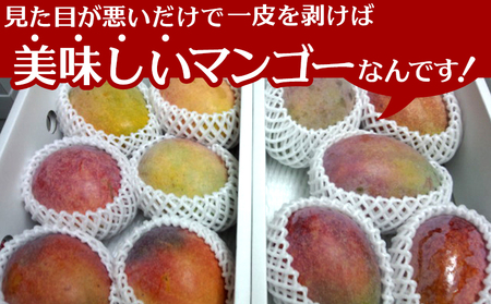 マンゴー【2026年夏発送】もとぶ町産マンゴー（訳あり）約1.5kg詰