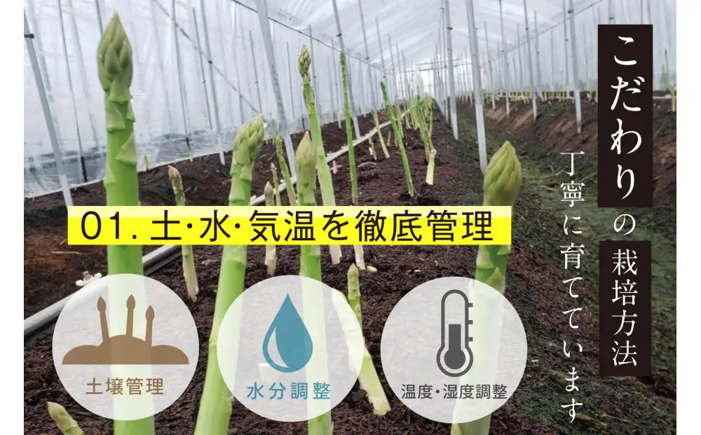 【2026年6月頃発送】【朝採り】夏芽アスパラガス 1kg（M-Sサイズ）福岡県産 2026年