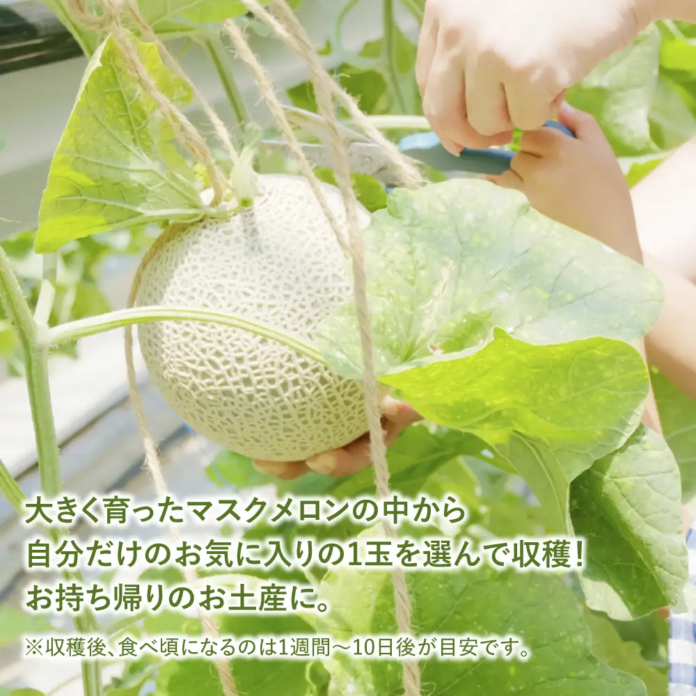 【先行予約】ニュー渥美観光　メロン狩り体験チケット メロン めろん 