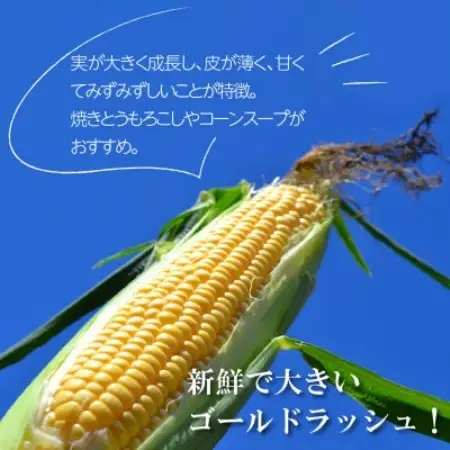 【先行予約】菊池一真の とうもろこし ゴールドラッシュ 約4kg 【2026年7月下旬～発送】【配送不可地域：離島】【1579764】
