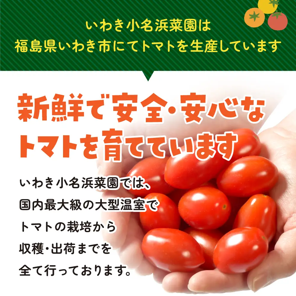 【1月～8月】訳あり 中玉 トマト 約3.5kg×1箱 | 訳あり トマト 中玉トマト 3.5kg 1箱 産地直送 野菜 国産 福島県 いわき産 とまと 数量限定 規格外 不揃い フレッシュ ジューシー 甘み 酸味 産地応援 小名浜菜園 送料無料 中玉 | IO005-01-08
