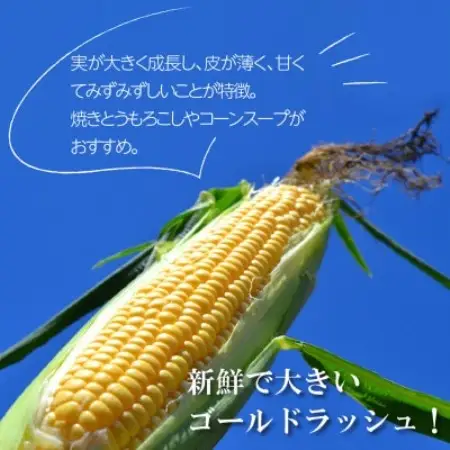 【先行予約】菊池一真の とうもろこし ゴールドラッシュ 約2kg 【2026年7月下旬～発送】【配送不可地域：離島】【1579762】