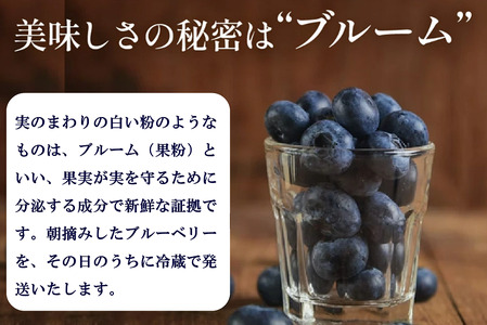 完熟ブルーベリー詰め合わせ（250g×2）011SW01N./フルーツ 新鮮 国産 農薬不使用 無農薬 果物 農作物 フルーツ お取り寄せ グルメ