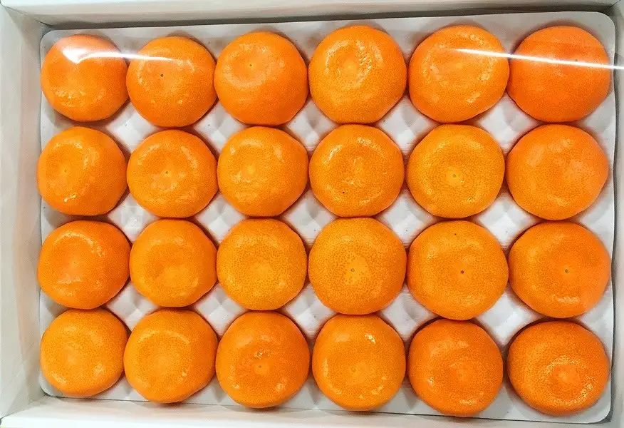 赤秀品 紀州和歌山ハウスみかん 2.5kg［2026年6月末頃～2026年7月中旬頃に順次発送］［UT87］