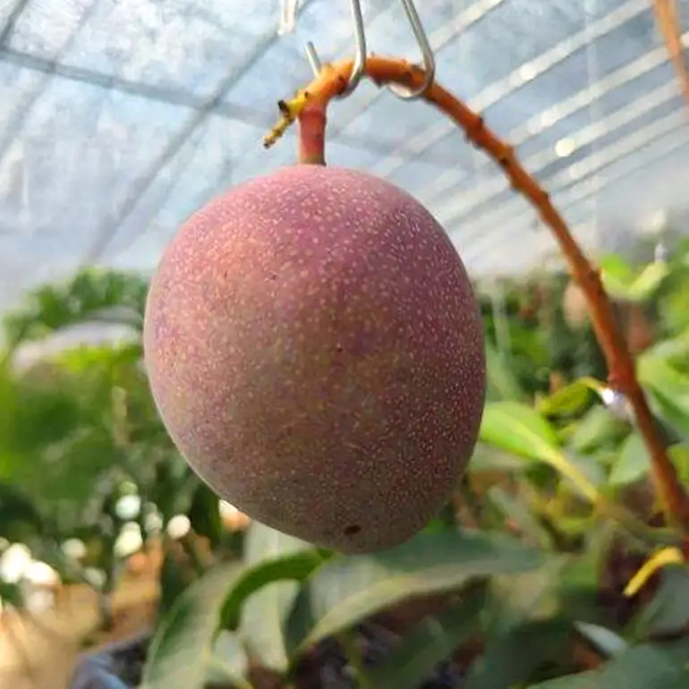 石岡市産　マンゴー 400g ～ 500g　1～2房 A14-018