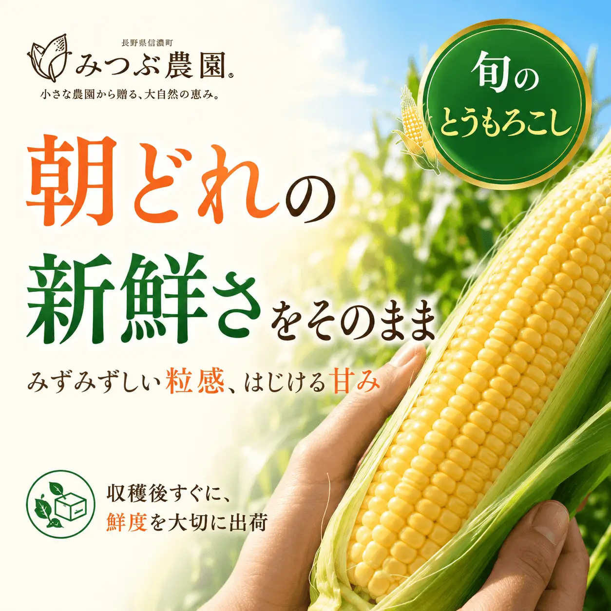 朝採れ極甘とうもろこし5本セット みつぶ農園【長野県信濃町・数量限定】