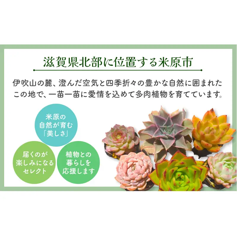 多肉植物 厳選エケベリア5点セット(育て方ガイド付き) | 滋賀県米原市