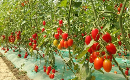 8月発送開始[2026年発送] 超完熟ミニトマト【 アイコ 】3kg 栽培期間中 農薬・除草剤不使用 サイズ混載 トマト ミニトマト 野菜 北海道 仁木町 [アイコファーム] 