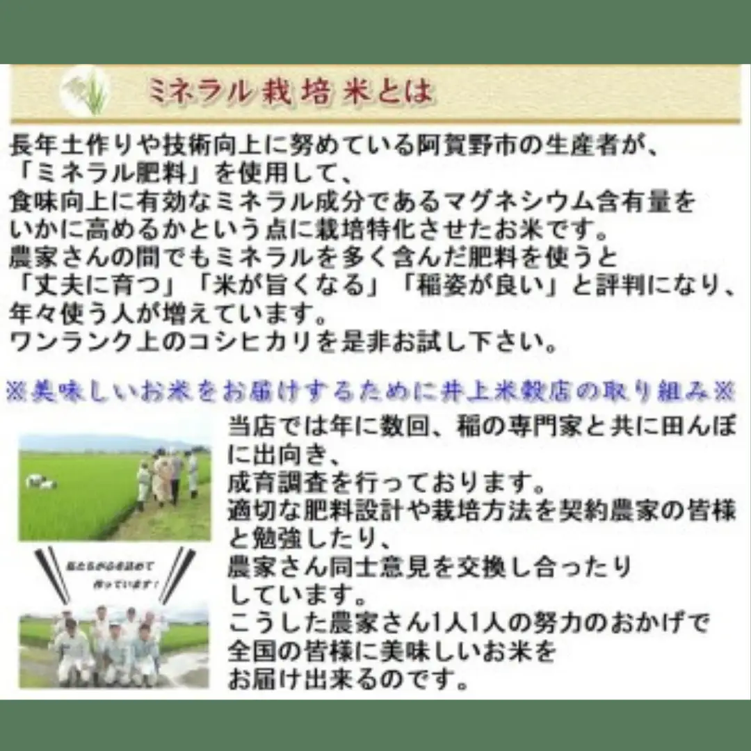 【令和7年産】ミネラル栽培こしひかり 5kg 白米 精米 井上米穀店  新潟県 米 こめ コメ 1I01016