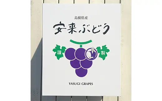 【先行予約】 2色詰め安来ぶどう詰合せ 約1.4kg【 2房 シャインマスカット ピオーネ クイーンニーナ 2種 おまかせ 旬 詰め合わせ 先行 受付 冷蔵配送 フルーツ 島根県 安来市】【19-JY-11】