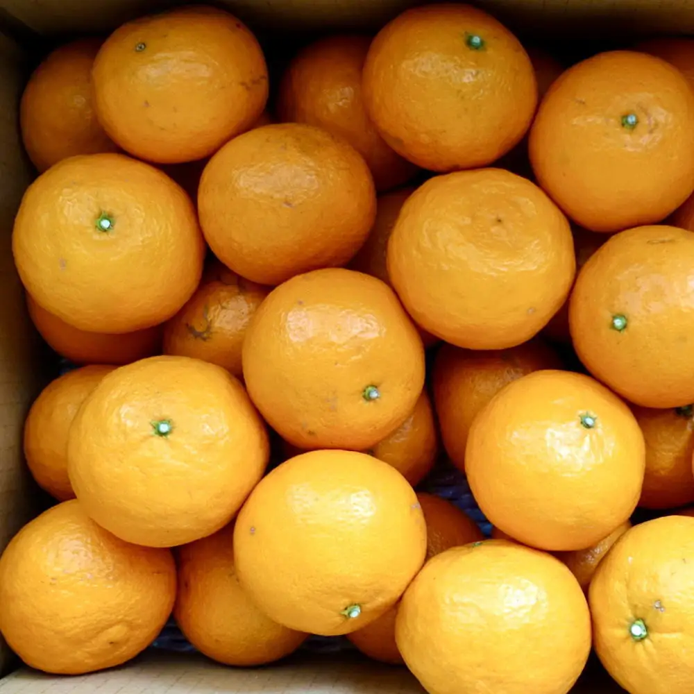 ［希少柑橘］和歌山県産なつみ約5kg（S～2Lサイズおまかせ）★2027年4月頃より順次発送［TM147］