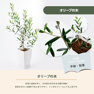 2026年3月上旬～発送【観葉植物】オリーブの木 60cm～80cm Green Base IB003-017 観葉植物 ※北海道・沖縄・離島配送不可