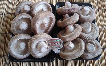 北海道音別産 菌床ジャンボ生しいたけ 280g×2パック しいたけ 椎茸 きのこ 肉厚 菌床しいたけ F4F-0800