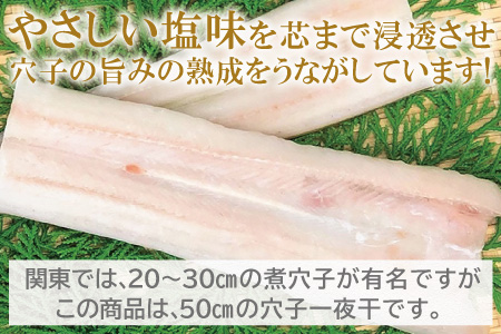 特厚 特大 穴子 一夜干し 2尾 50cm前後【あなご一夜干し 50cm前後 2尾 2枚 穴子干物 穴子 アナゴ あなご 干物 一夜干し 特大サイズ 無添加 天日塩 新鮮 冷凍 真空パック 贈答 父の日 母の日】