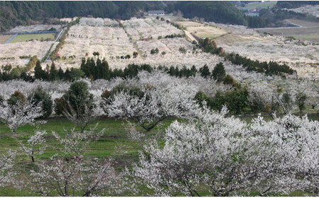 塩分控えめ！！食べやすい南高梅の梅干し 【JA伊万里】 漬物 うめぼし 梅ぼし F12-51