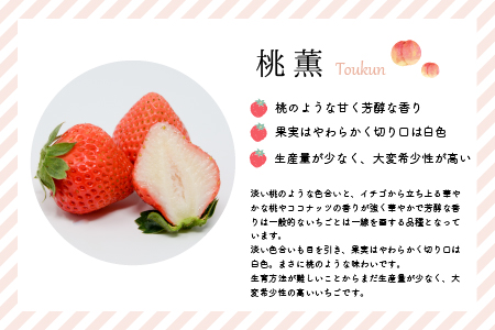 【今が旬！】北海道浦河産いちご「桃薫」270g×1P[13-279]