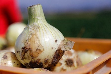 2026年度産　100％有機肥料で育てた淡路島玉ねぎ「蜜玉」１０kg