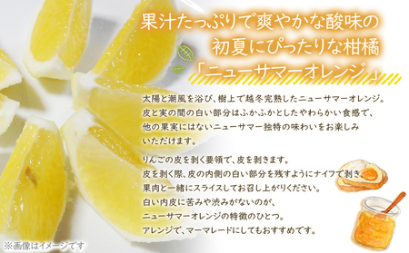 ＜カネエの西宇和産 越冬完熟ニューサマーオレンジ 家庭用 3kg前後＞ 家庭用 農家直送 果物 くだもの フルーツ ミカン 日向夏 小夏 食べて応援 特産品 いのうえ農園 愛媛県 西予市 【常温】『2026年5月上旬～5月中旬迄に順次出荷予定』MIN0004