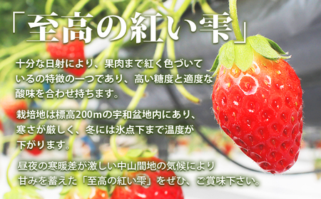 ＜いちご 至高の紅い雫 500g(250g×2パック)＞ 西予市宇和町産 果物 苺 イチゴ フルーツ 食べて応援 特産品 さかいさんちの苺 愛媛県 西予市【冷蔵】『2025年12月中旬～2026年5月末迄に順次出荷予定』UUI0001