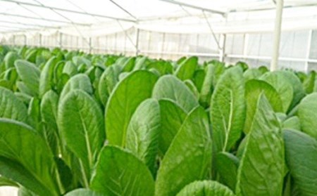 水耕 栽培 新鮮 葉物 野菜 Aセット GreensFarm ホタル サラダ  和え物【2026年11月上旬～2027年6月上旬発送予定】