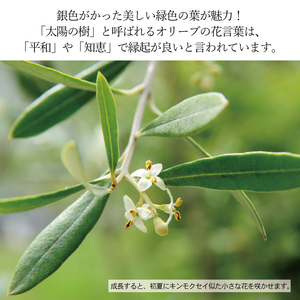 オリーブの苗木4本セット 植物 