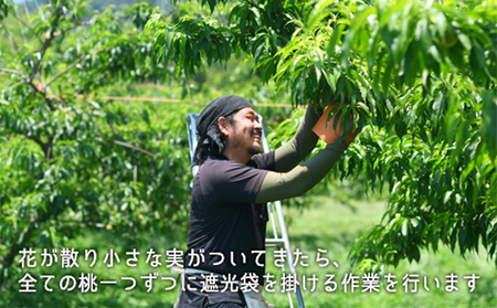 桃 岡山県産 2026年 先行予約 清水 白桃 約1.3kg 5～6玉