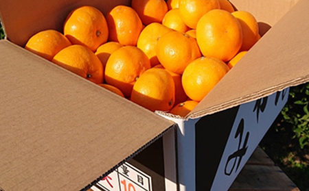 2026年秋よりお届け 温州みかん大玉くん　約10kg 果物類 柑橘類 フルーツ 蜜柑 ミカン くだもの 