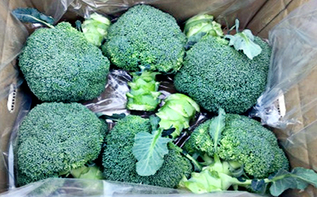 鮮度抜群！ブロッコリー 約2.5kg 野菜 野菜セット 