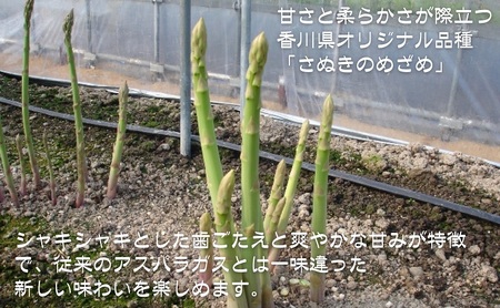 香川県オリジナルアスパラガス「さぬきのめざめロング」(夏芽) 約1kg 野菜 野菜セット 