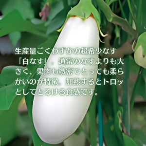 【数量限定】とっても柔らか 貴重な白なす 約1.8kg 茄子 野菜 野菜セット 
